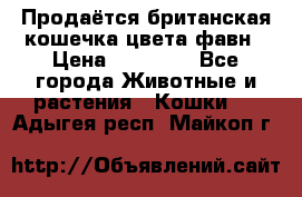 Продаётся британская кошечка цвета фавн › Цена ­ 10 000 - Все города Животные и растения » Кошки   . Адыгея респ.,Майкоп г.